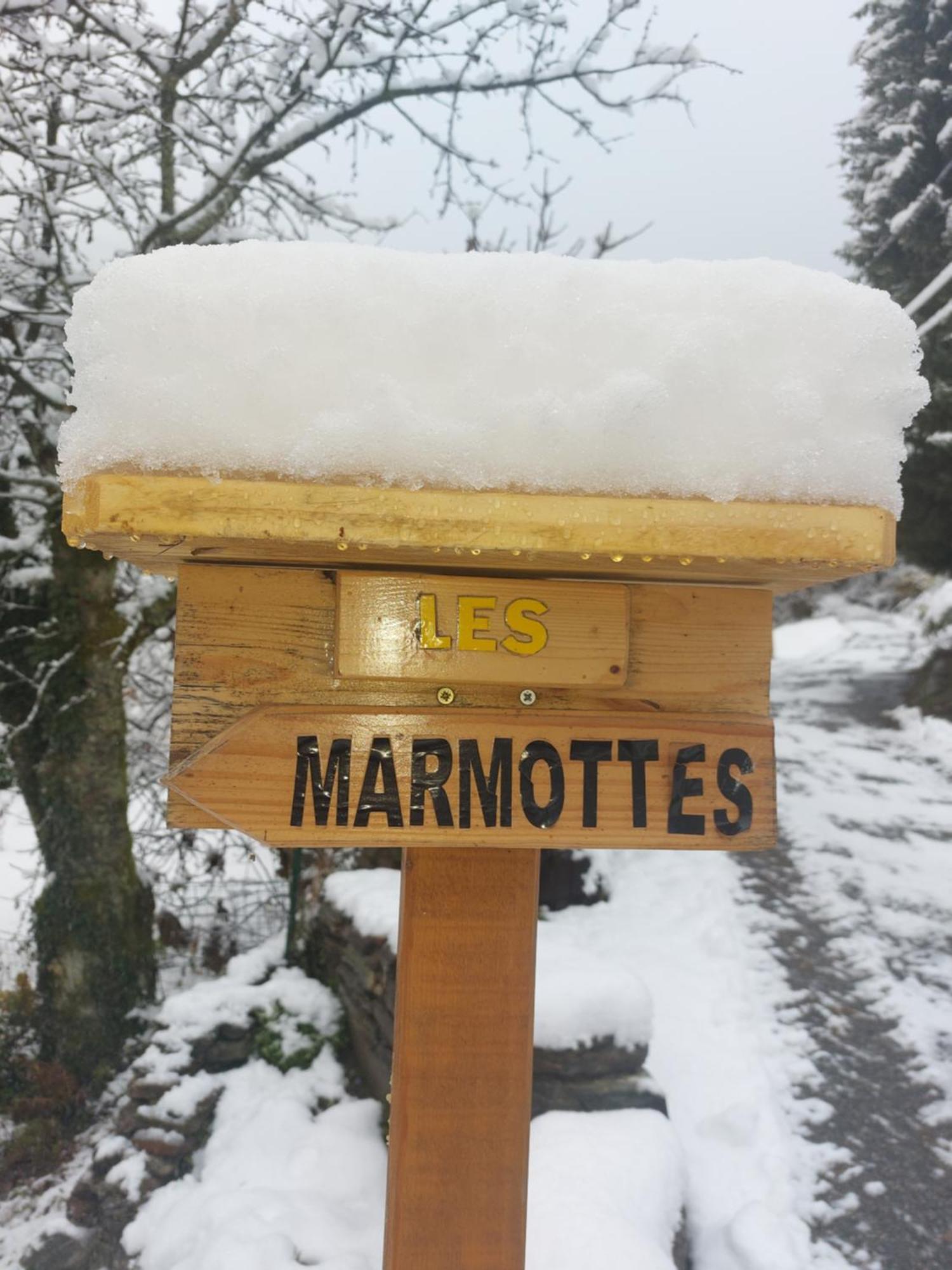Les Marmottes Les Etalons